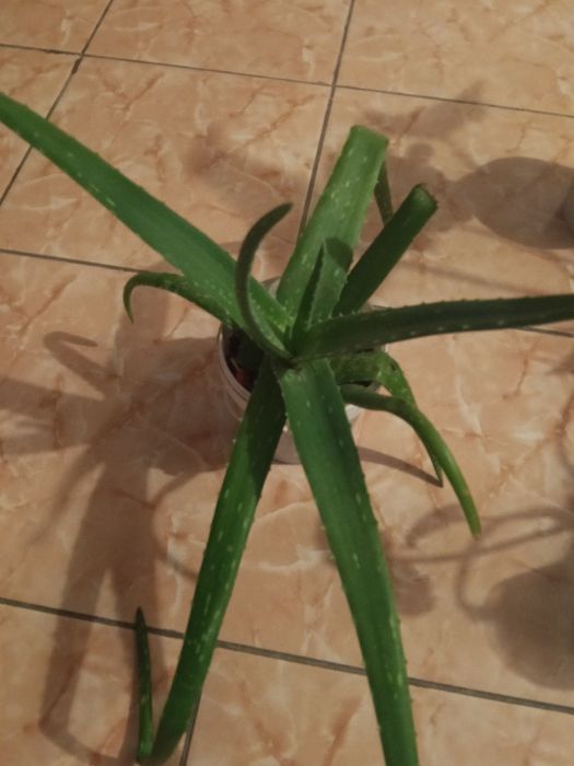 Продаю комнатные цветы