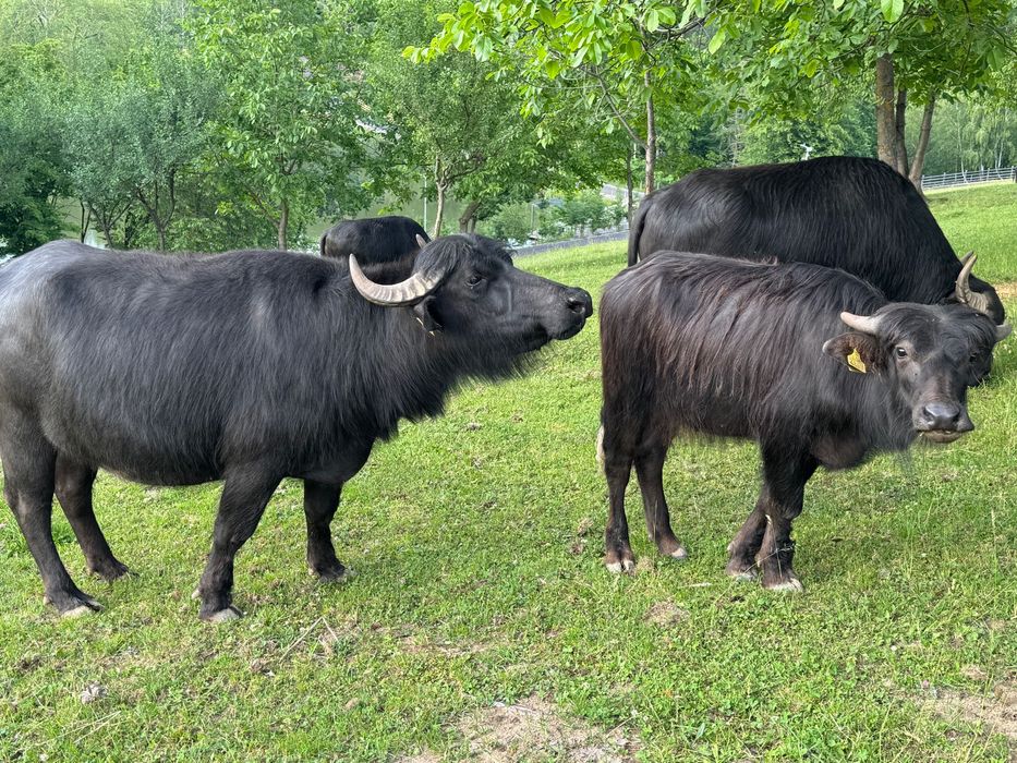 VAND Taur de  BIVOL 4 ani