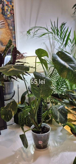 Monstera, begonia, scindapsus , philodendron, thai,aglaonema