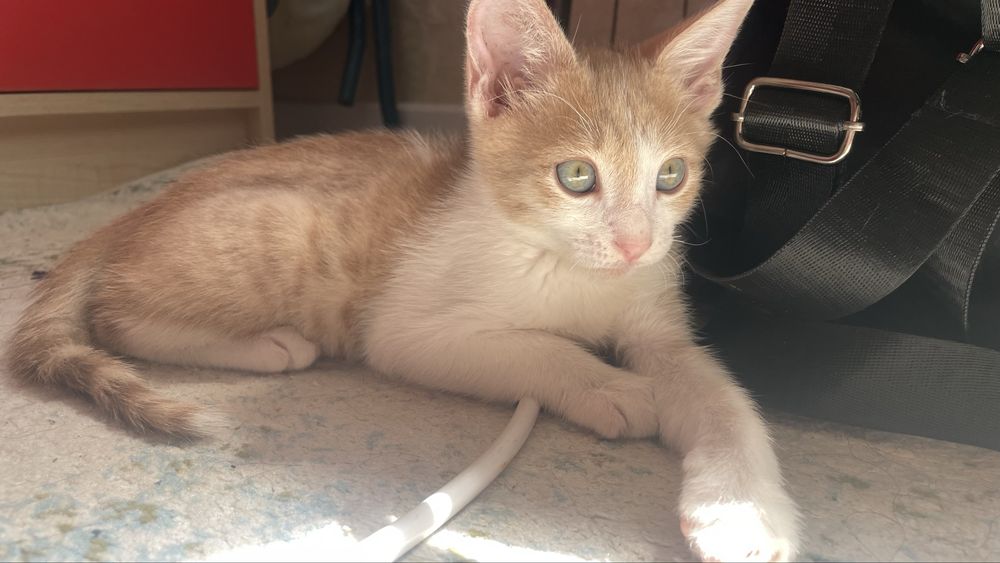 Отдам котенка даром