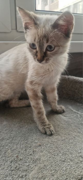 Котенок в поиске дома