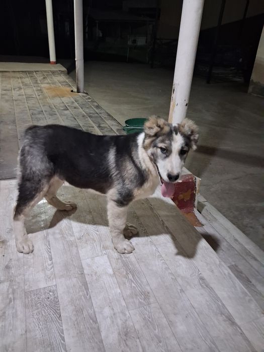 Кушык сатылады акылды