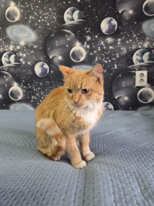 Отдам кошку в добрые руки