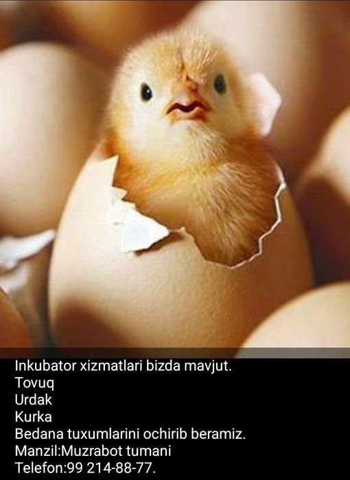 Inkubator xizmatlari.