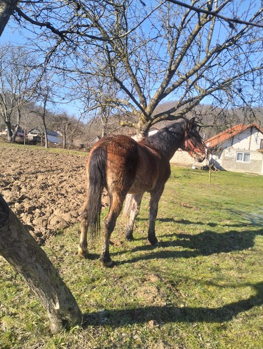 Mânz armăsar de vânzare
