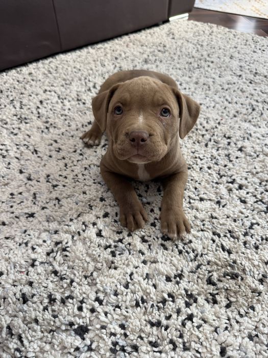 Catei American Bully xl