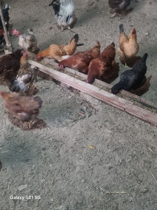 Xonaki tavuqlar va xurz sotiladi