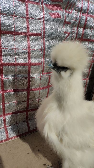 Tuxum oq sholklar bostirishga