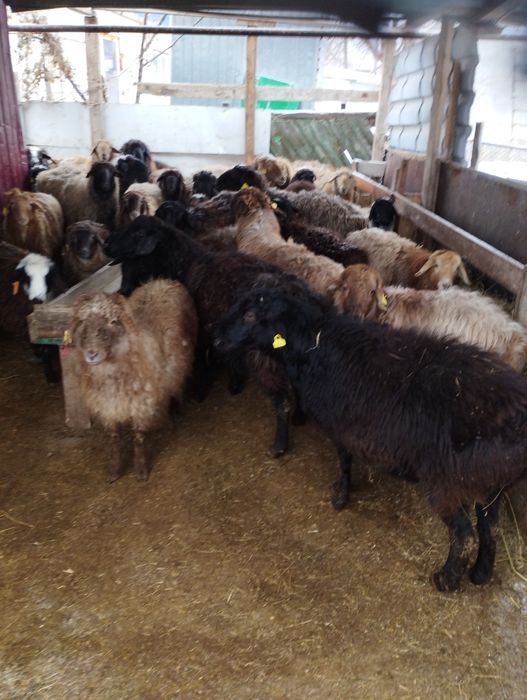 Койлар,токтылар сатылады