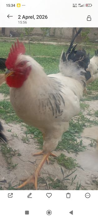 Adler xo'rozlar bor 150000