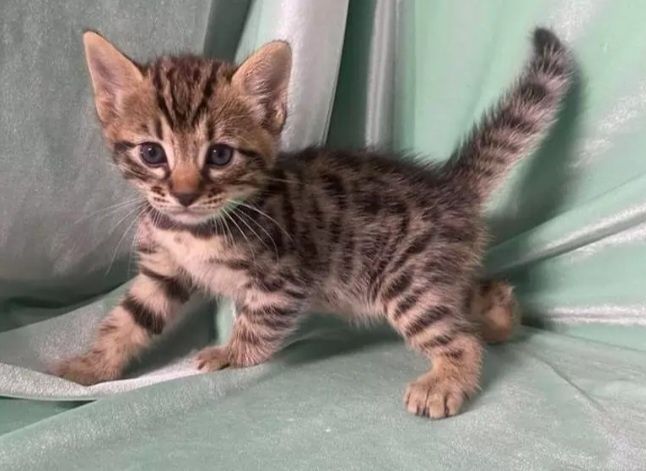 Котята очаровательные