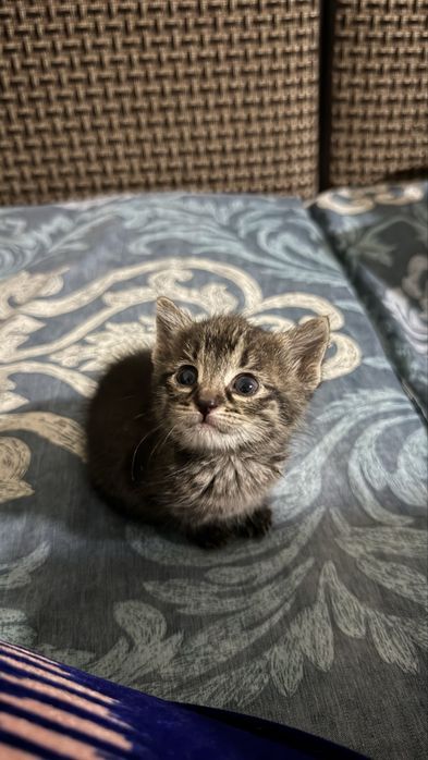 Котенок. Мушукча.