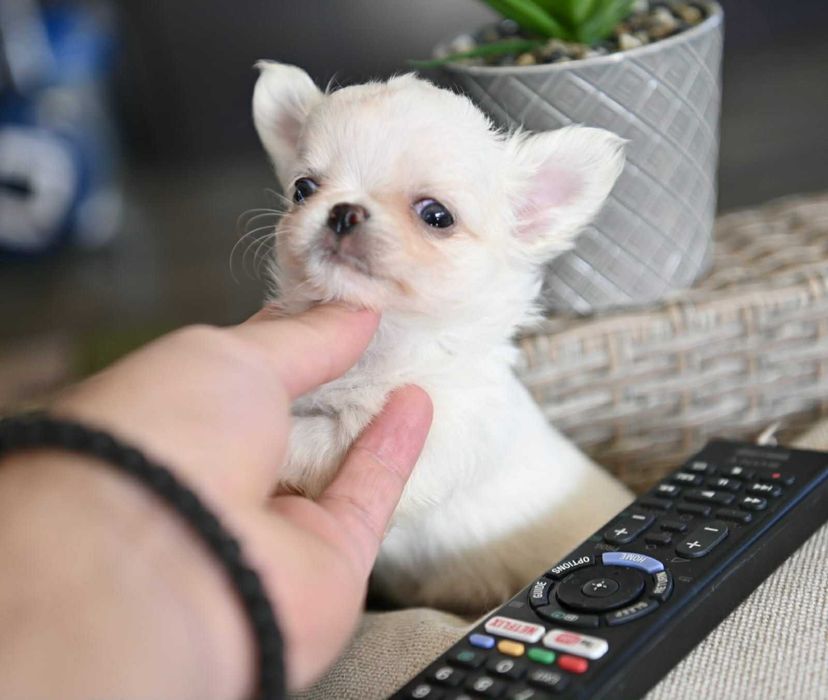 Мъжко дългокосместо мини чихуахуа