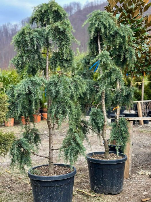 Plante Verzi Rezistente pentru Spații Private