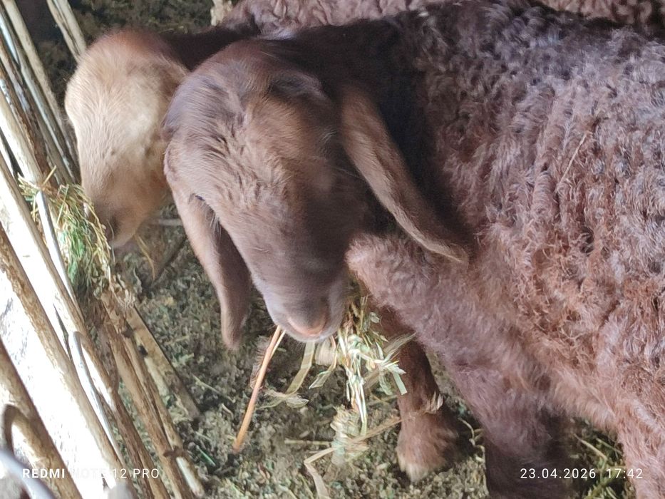 3 дона кучкорча сотилади