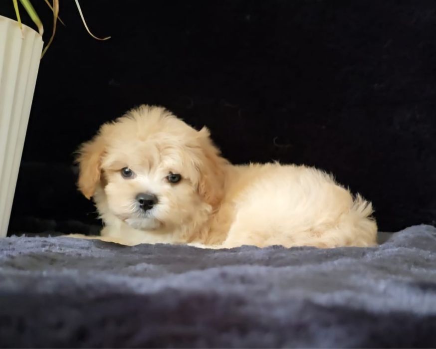 Продам щенков мальтипу