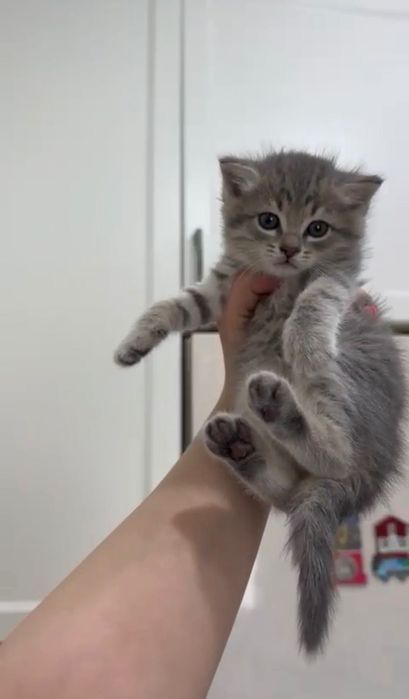 Шотландские котята серебро!