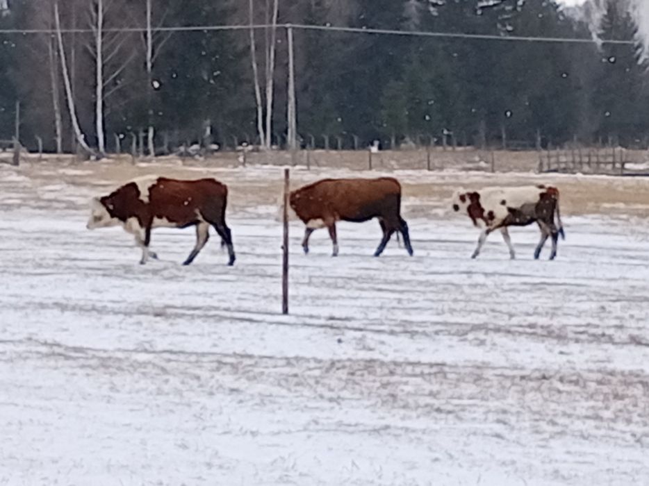 Vînd 5 juninci bălțată romineasca