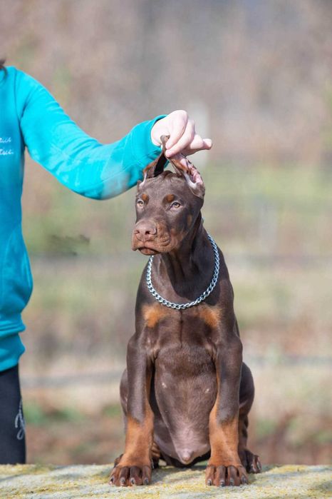 Щенки добермана купированные