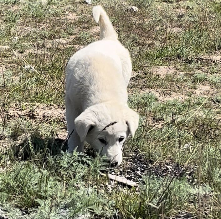 Турецкая собака Акбаш Ұрғашы/Девочка