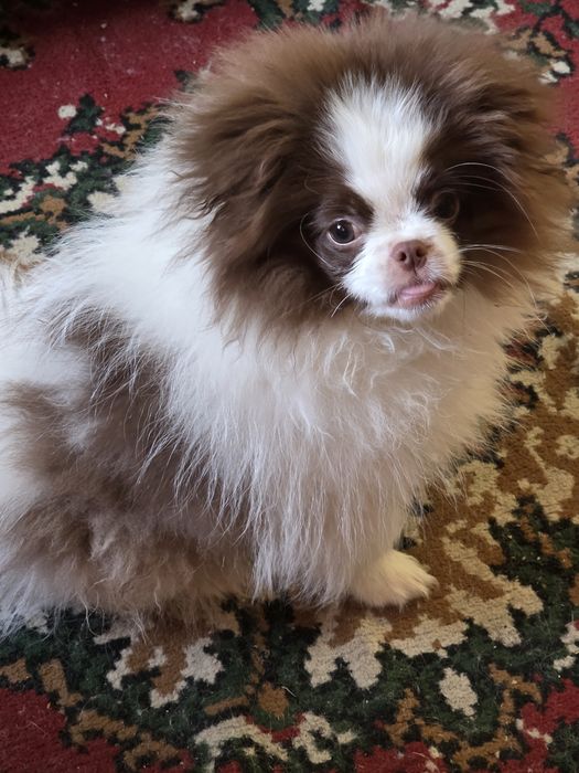 Собака. Шпиц щенок .