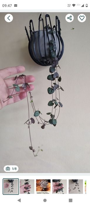 plantă curgătoare String of Hearts (Șirag de inimi)