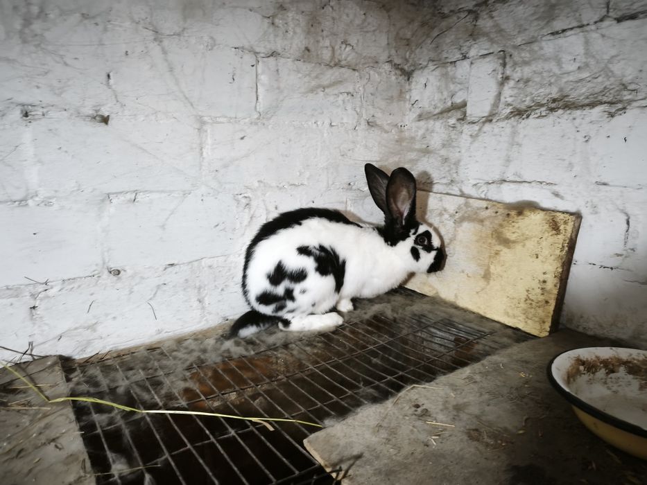 Продам кроликов.