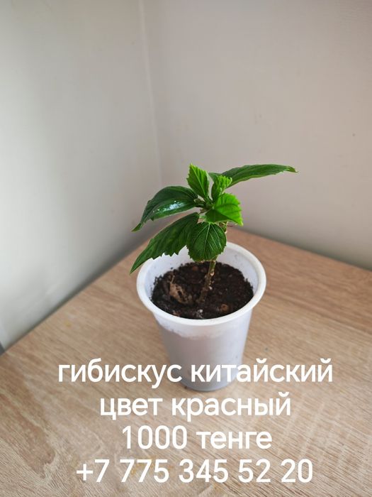 Отростки комнатных растений