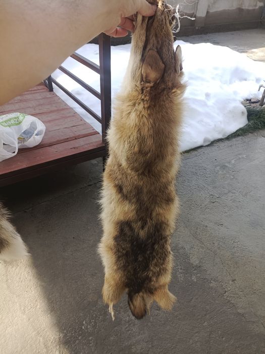 Шкуры лиса натуральные