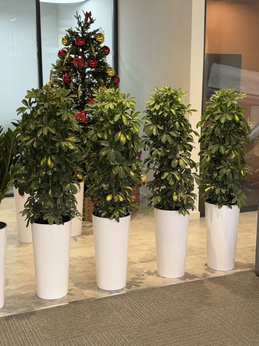 Тувакда хонаки гуллар, тайор комплект оптом ва донага