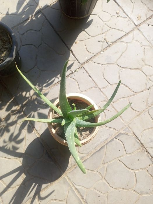 Продам цветы комнатные