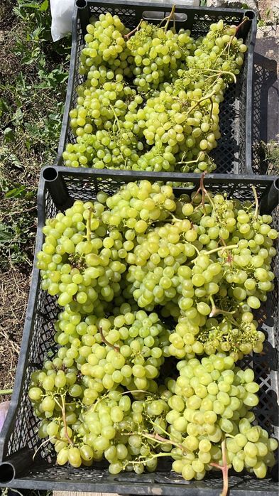Продам виноград сорт Аркадия продам