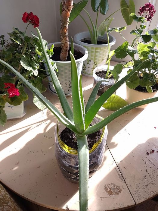 Алоэ вера лечебное