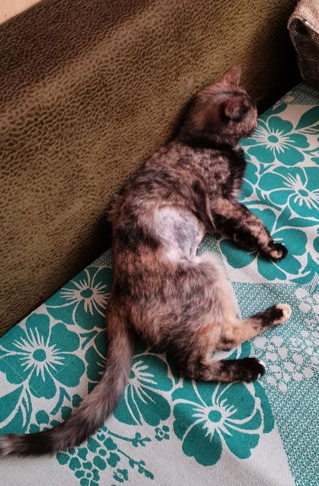 Кошечка в добрые руки