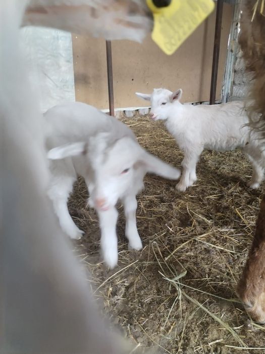 Продаются козлята