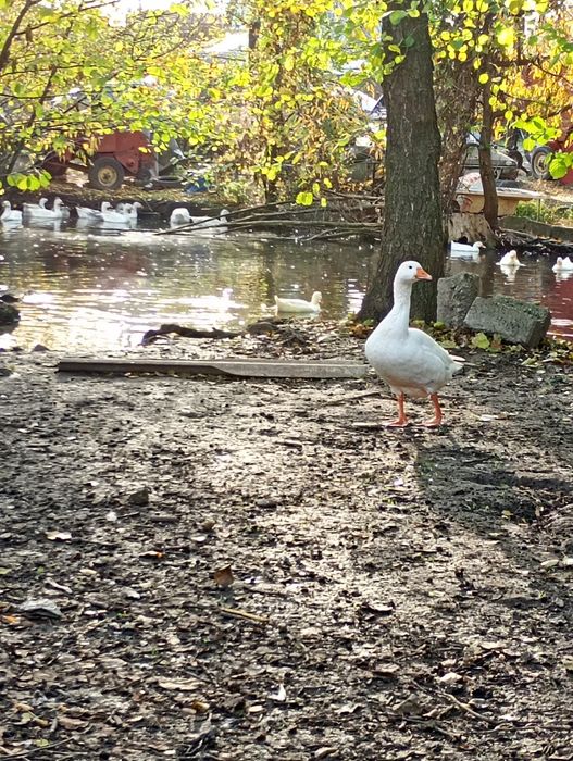 Vând rățoi pekini