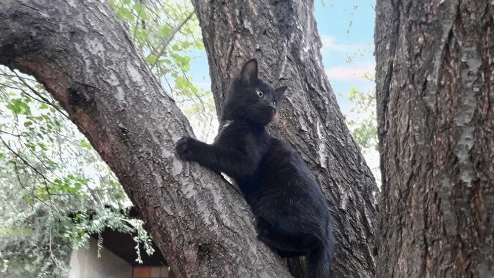 Продаются котята скоттиш страйт, мальчик и девочка