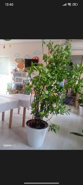 Gul zor parvarishlangan