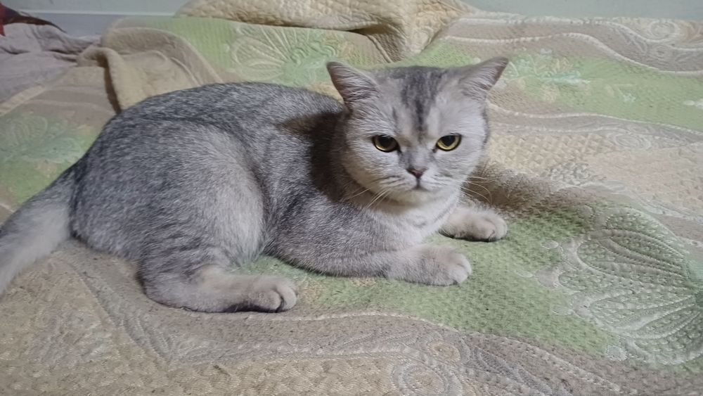 Кошечка ищет дом
