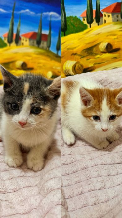 Отдам котенка в добрые руки