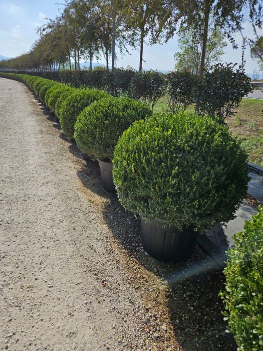 Buxus globular toate dimensiunile