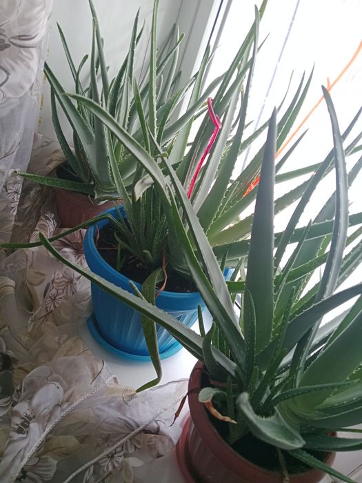 Алое спасительное ростение