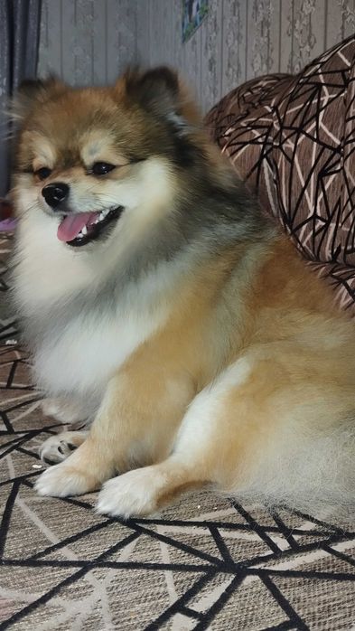 Шпиц померанский