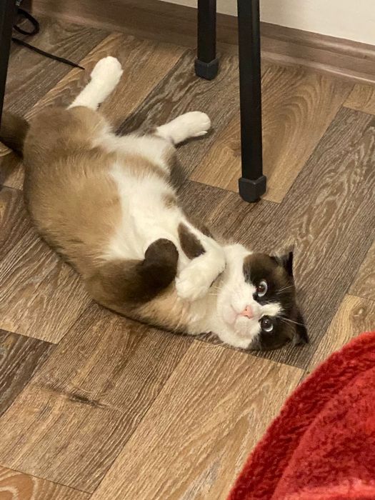 Продам породистую кошку