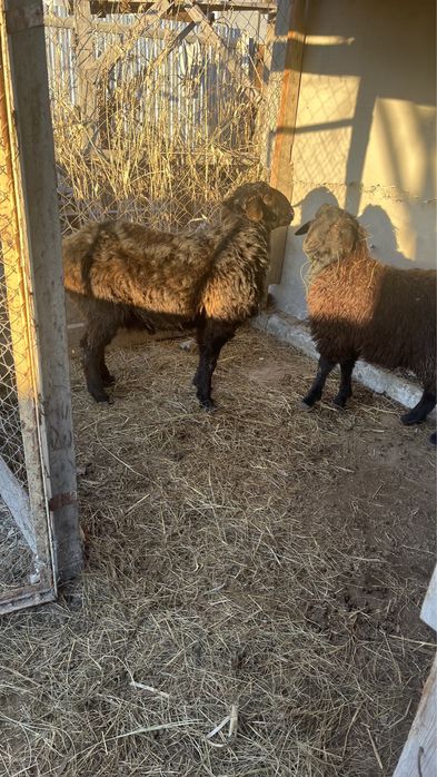 Қошқар гиссар тұқымдас