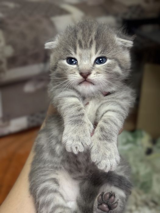 Шотландские вислоухие