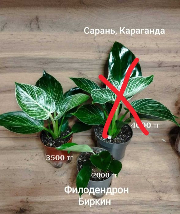 Филодендрон филодендрон