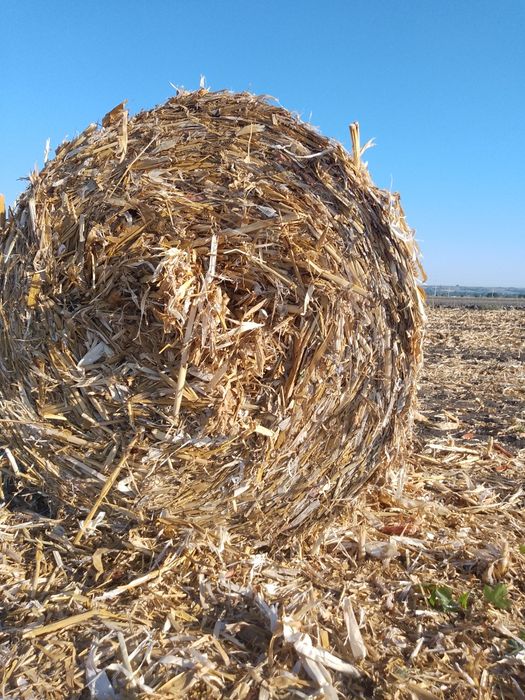 Baloți coceni și trifoi