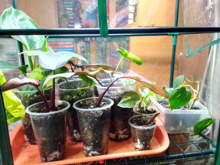 Комнатные растения