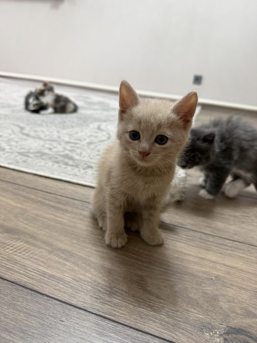 Котята